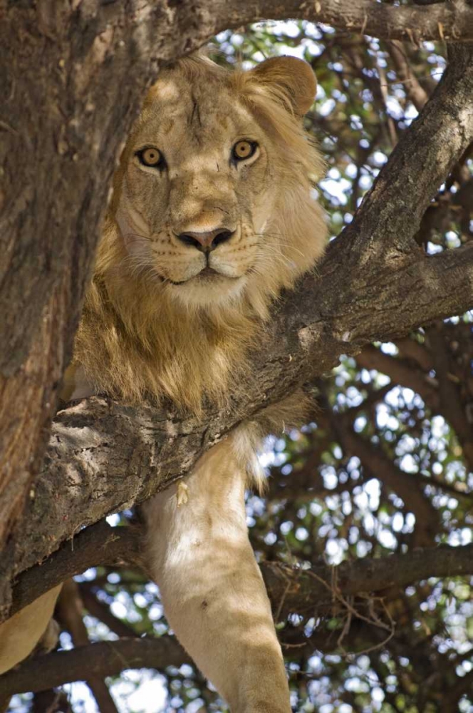 Tanzania, Lake Manyara NP Lion in a tree